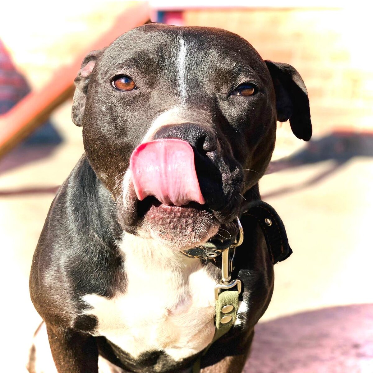 Интересная история питомца из приюта Омские Хвостики