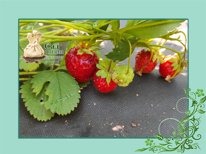 Уход за земляникой после сбора урожая