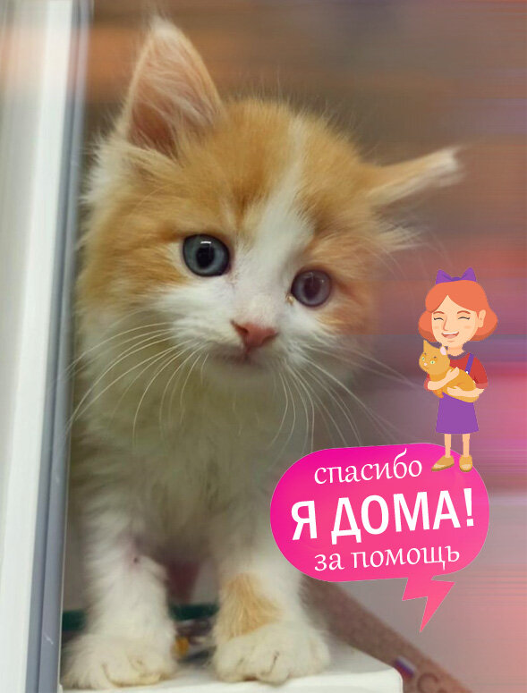 Малыш Чип дома! 🏡 🐈 Ура! 🥳