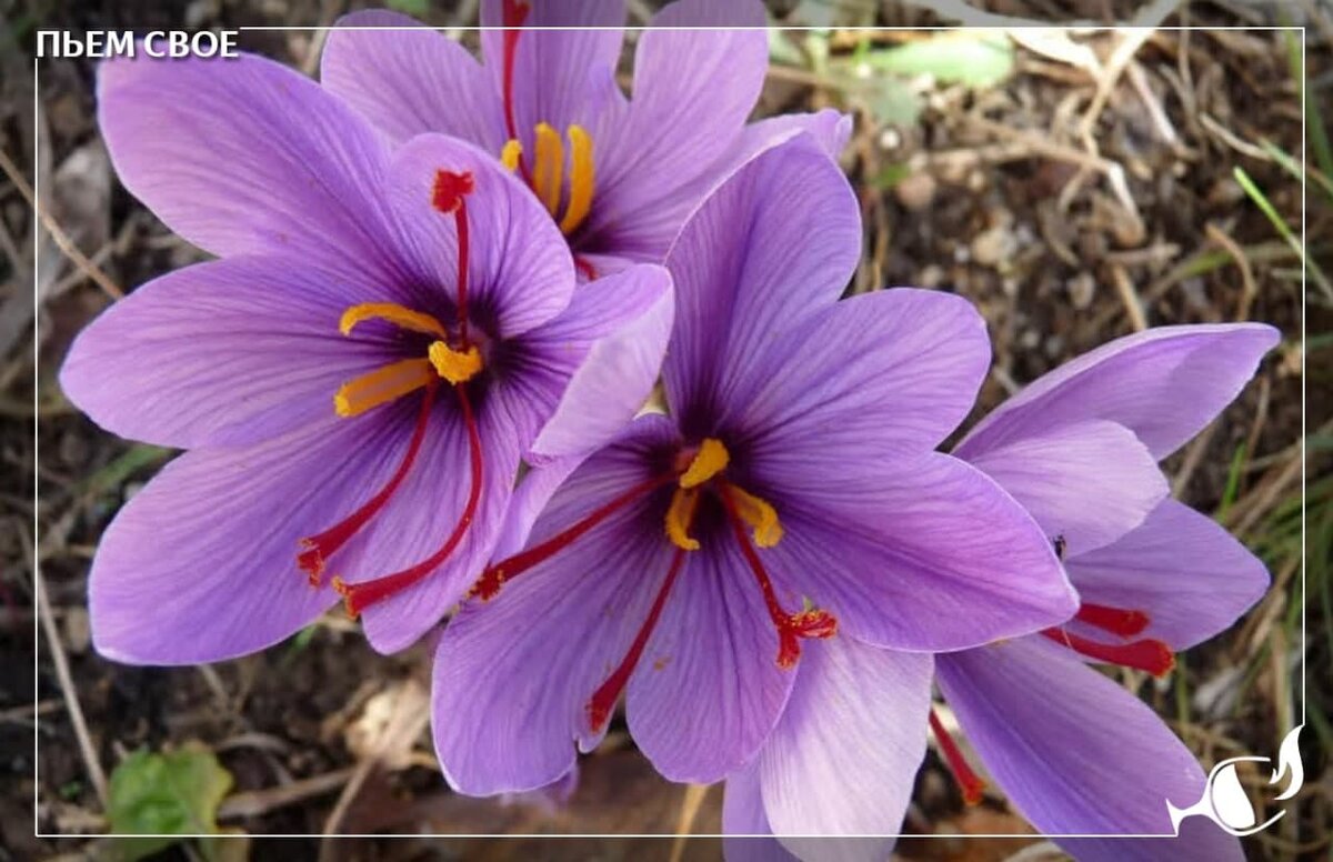 Рокус (Шафран) посевной (Crocus sativus)