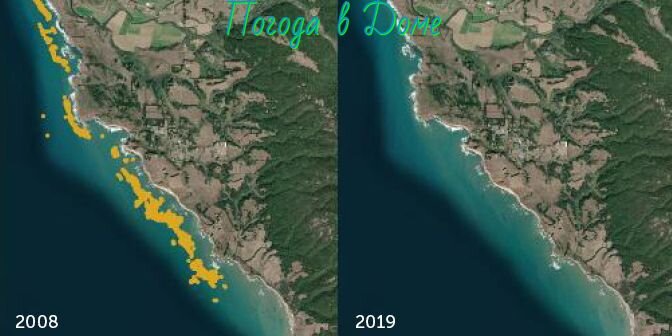 Спутниковые снимки 2008 (слева) и 2019 (справа) участка побережья северной Калифорнии показывают, что площадь, покрытая подводными лесами водорослей (желтый), сократилась на 95 процентов.