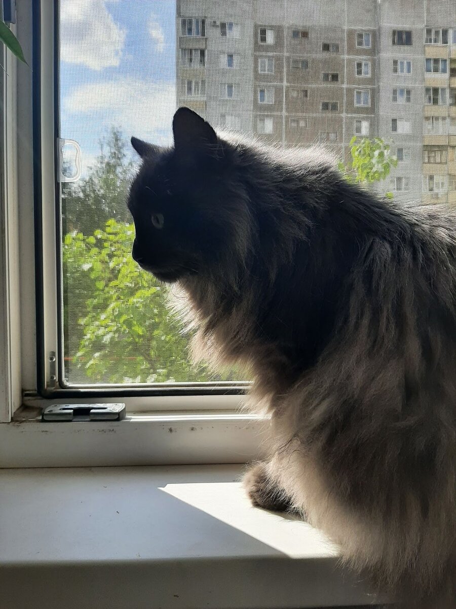 Сижу обессиленный