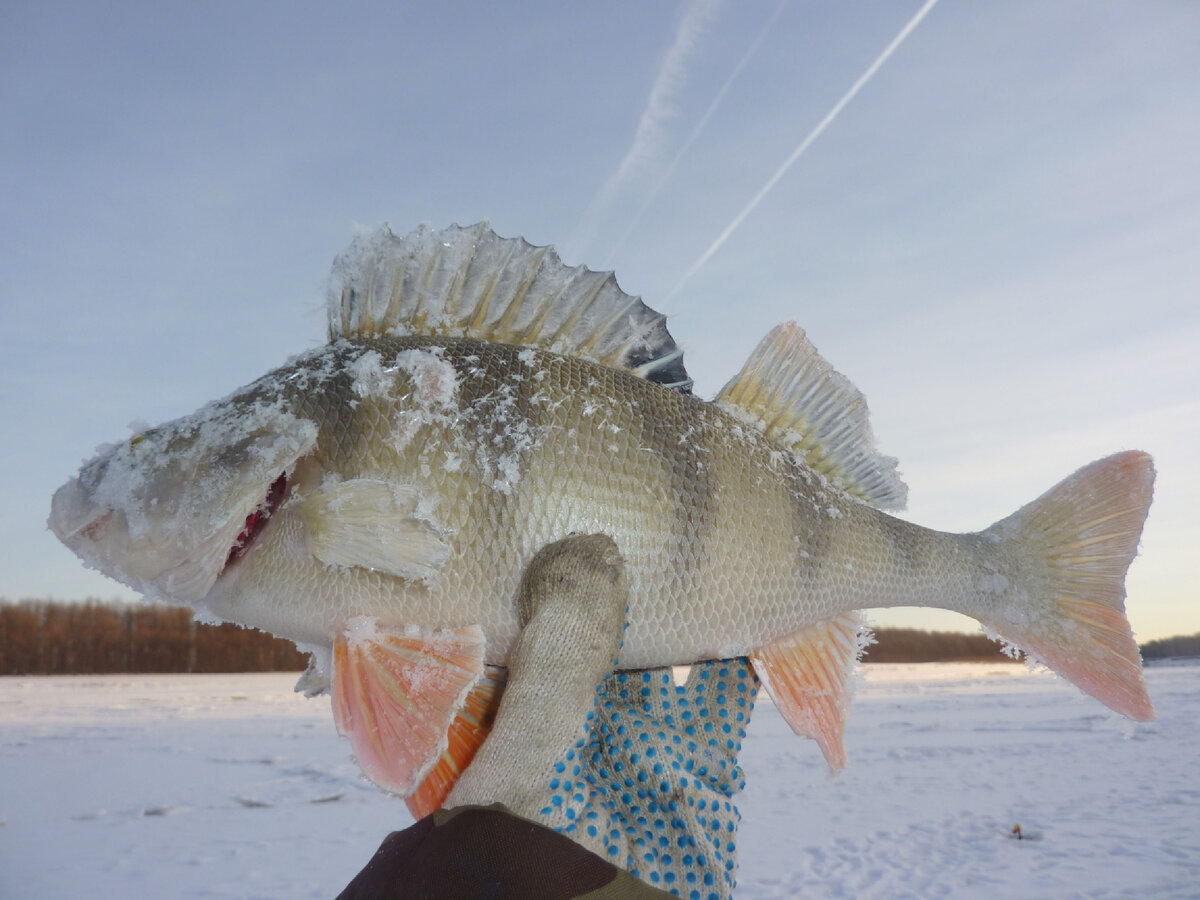 Окунь на р. Иртыш. Фото из личного архива.