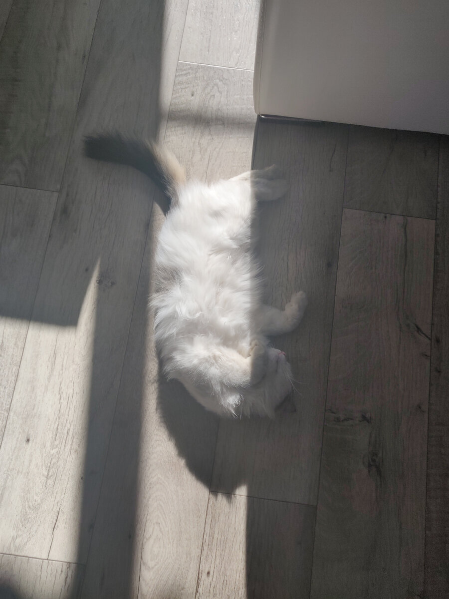 Щорс - кот умный. Пузо он греет, а морду с солнца-то убрал