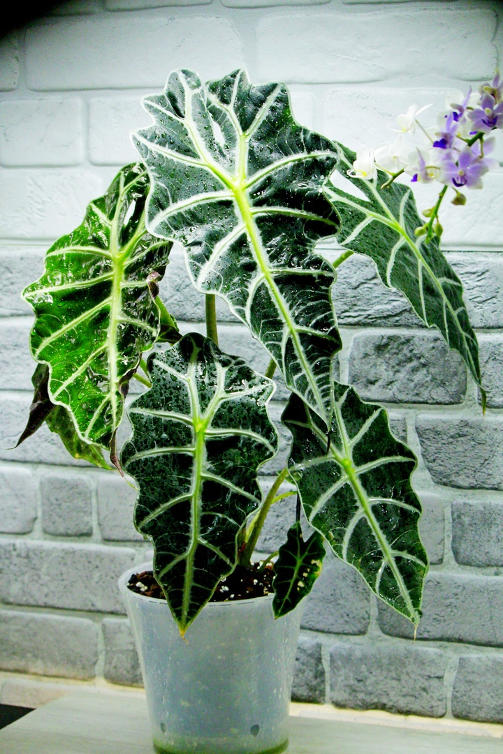 Алоказия Поли 1 и Поли 2 почему Поли, а не Полли? | Masteritayaplants ...
