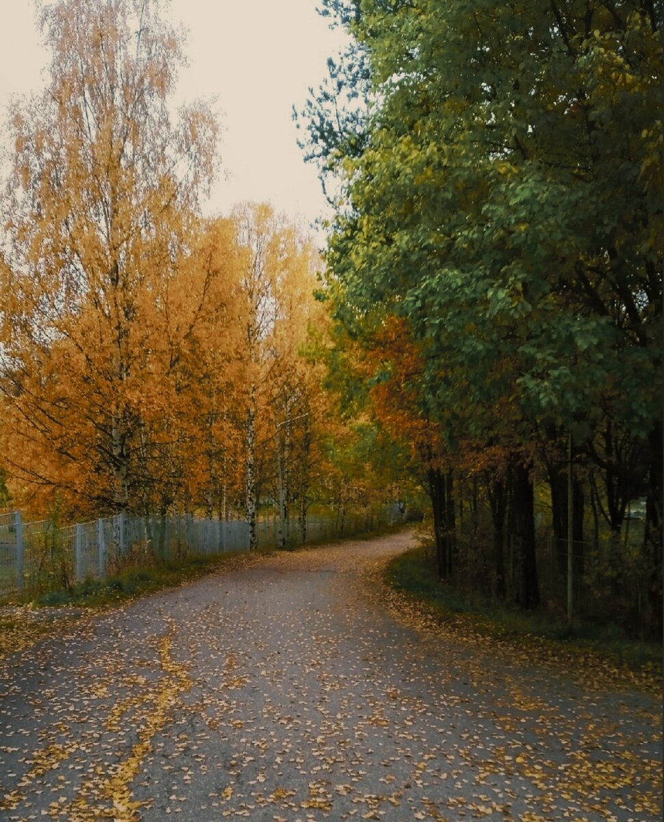 Золотая осень в Костомукше