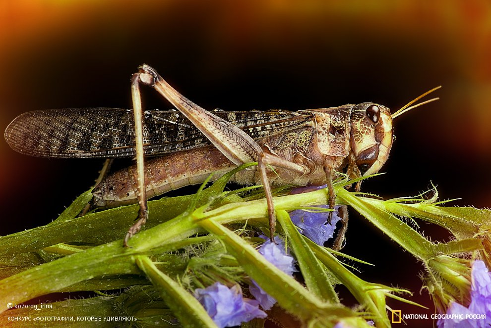 Фото: Ирина Козорог 