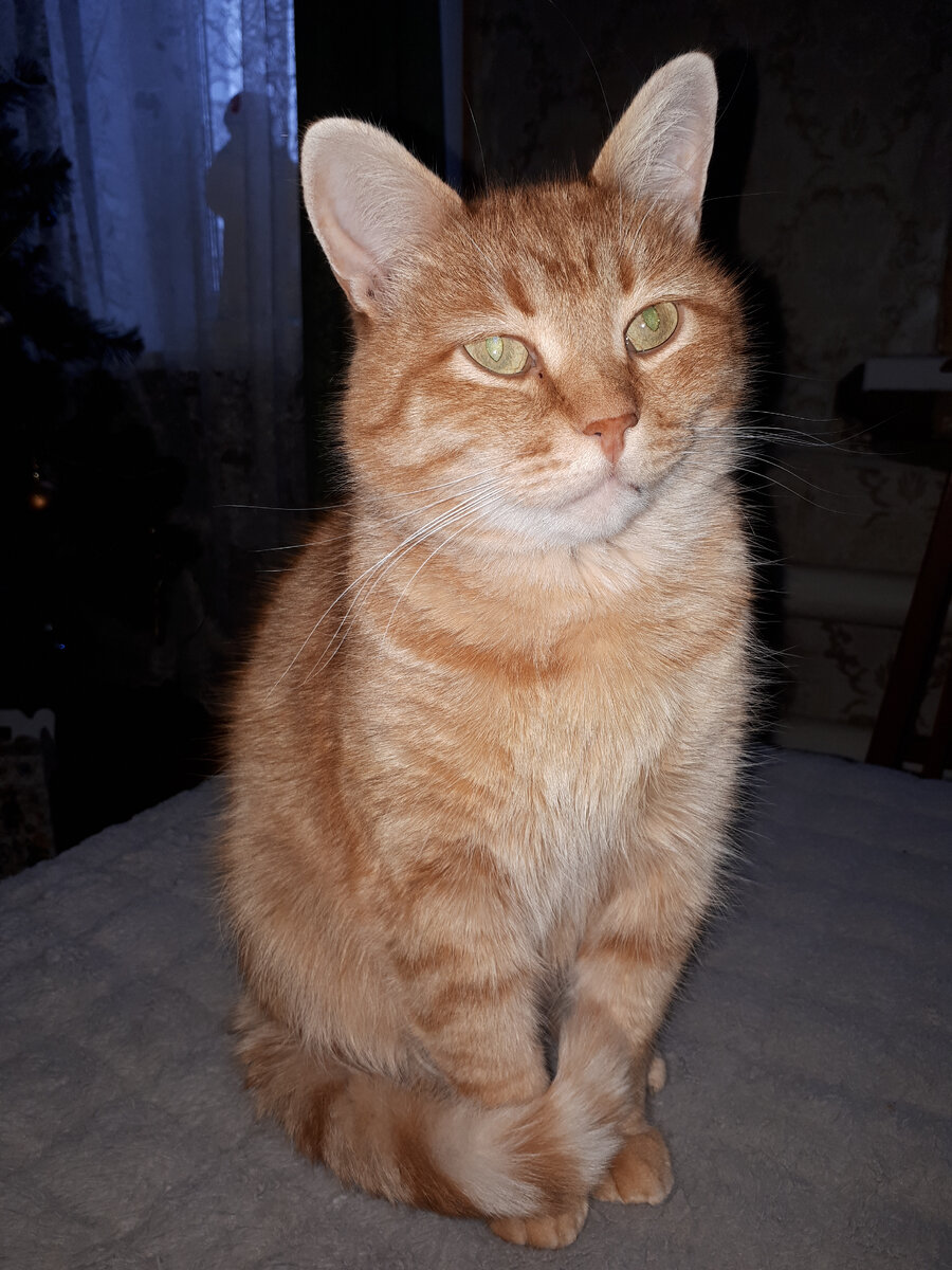 Вася был подобран у магазина, отмыт и откормлен