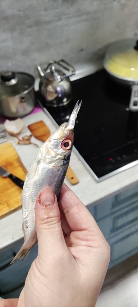 Хищник