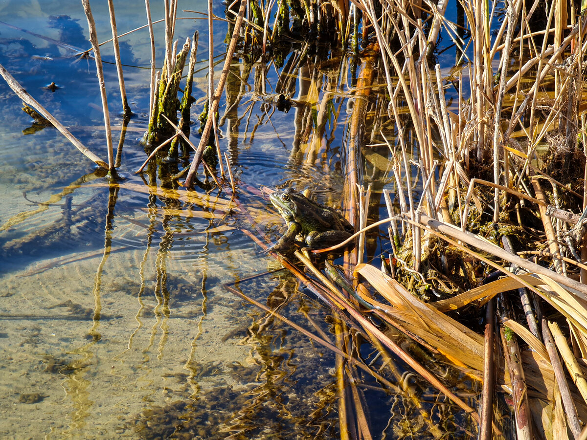 Царевна лягушка принимает солнечный ванны
