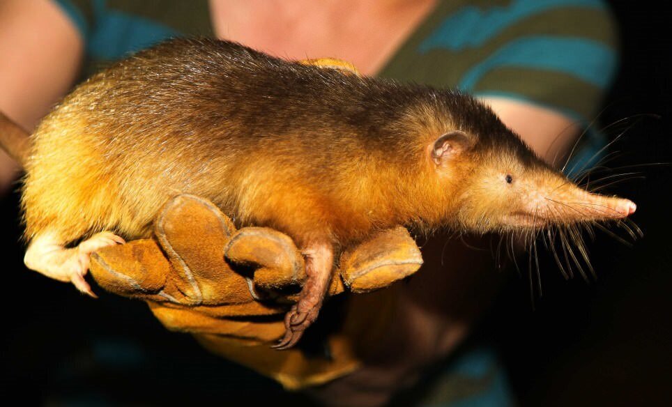 ЩЕЛЕЗУБ - млекопитающее из отряда насекомоядных, разделяющийся на два основных вида: кубинский щелезуб и гаитянский. Сравнительно крупный, относительно других типов насекомоядных, зверь: его длина составляет 32 сантиметра, а хвоста, в среднем, 25 см, масса животного – около 1 килограмма, телосложение плотное. 