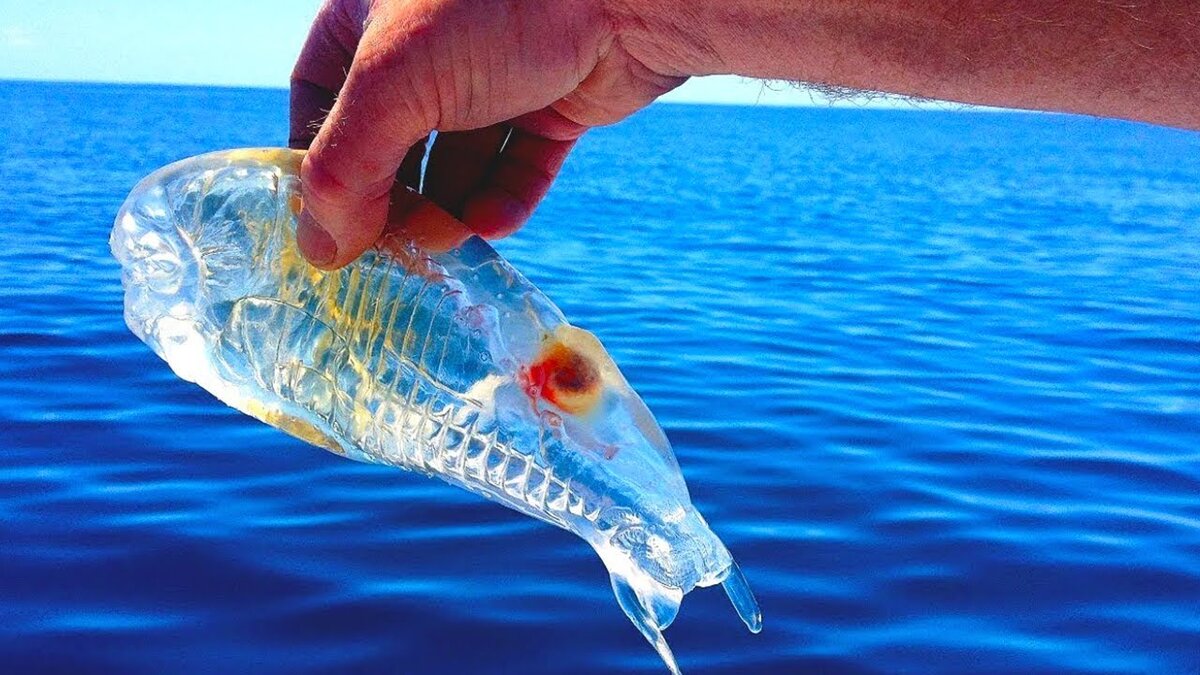 Прозрачные рыбы красного моря