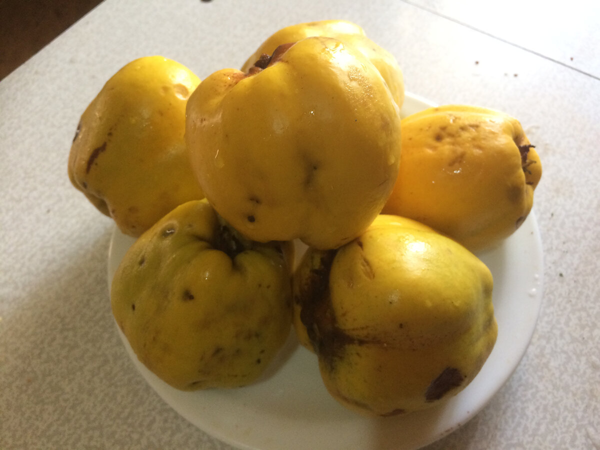 айва. Фото автора.