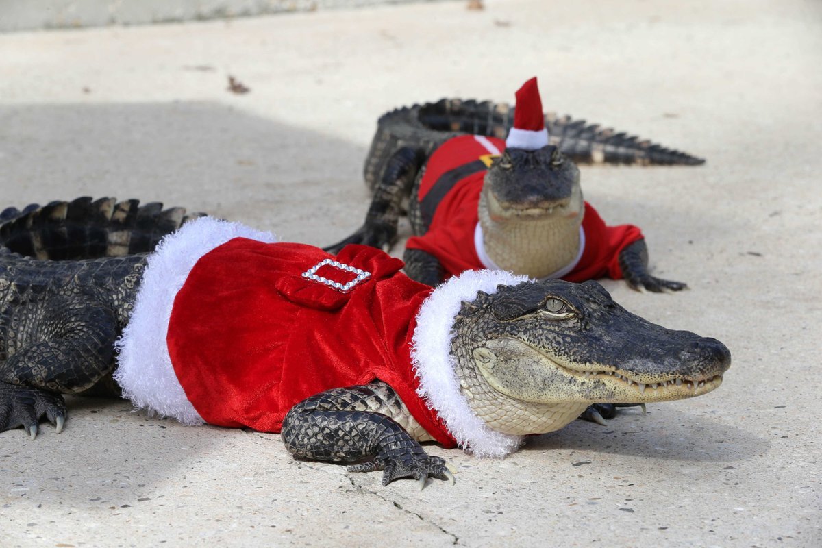 Gator Stack by RaylenesPhotography on DeviantArt Crocodiles, Saltwater crocodile