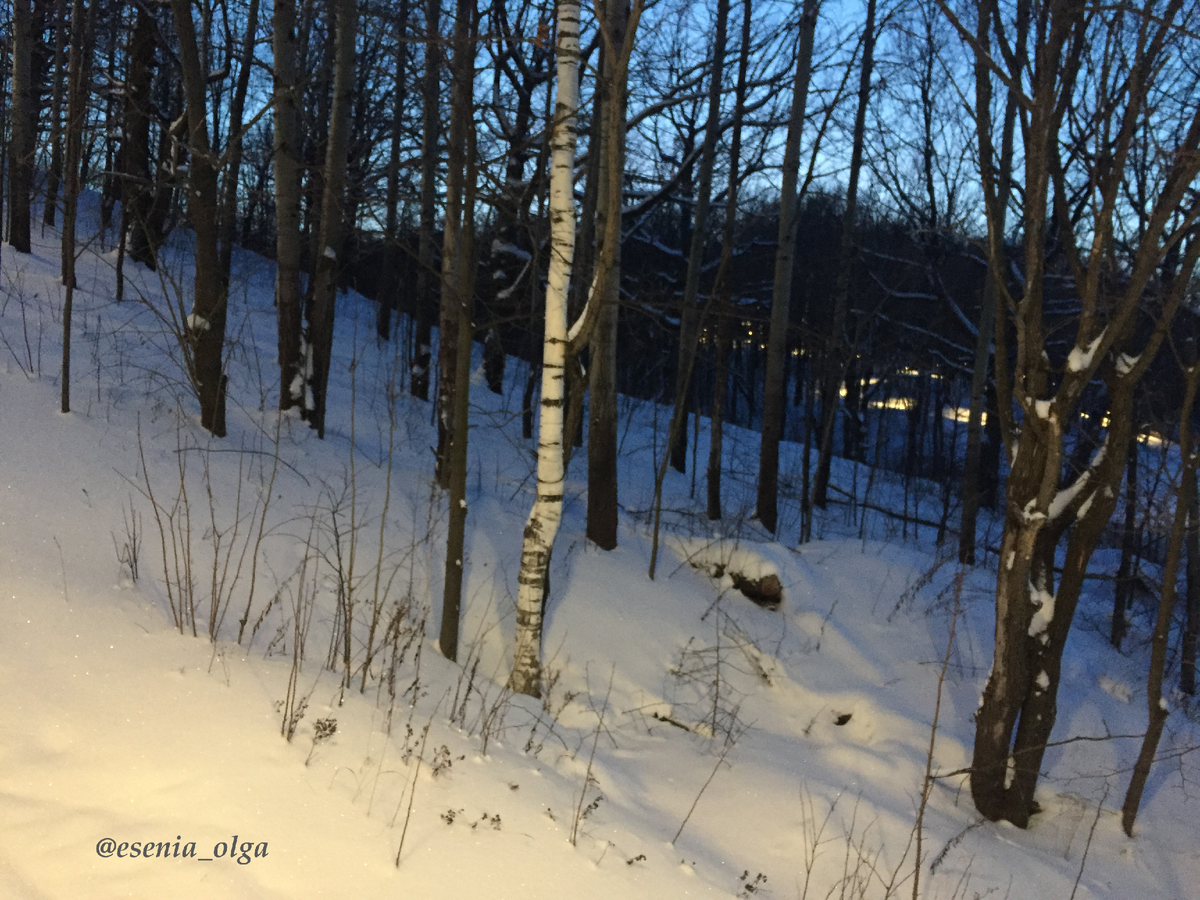 В зимнем лесу