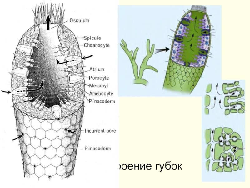 Стенка тела губок состоит из