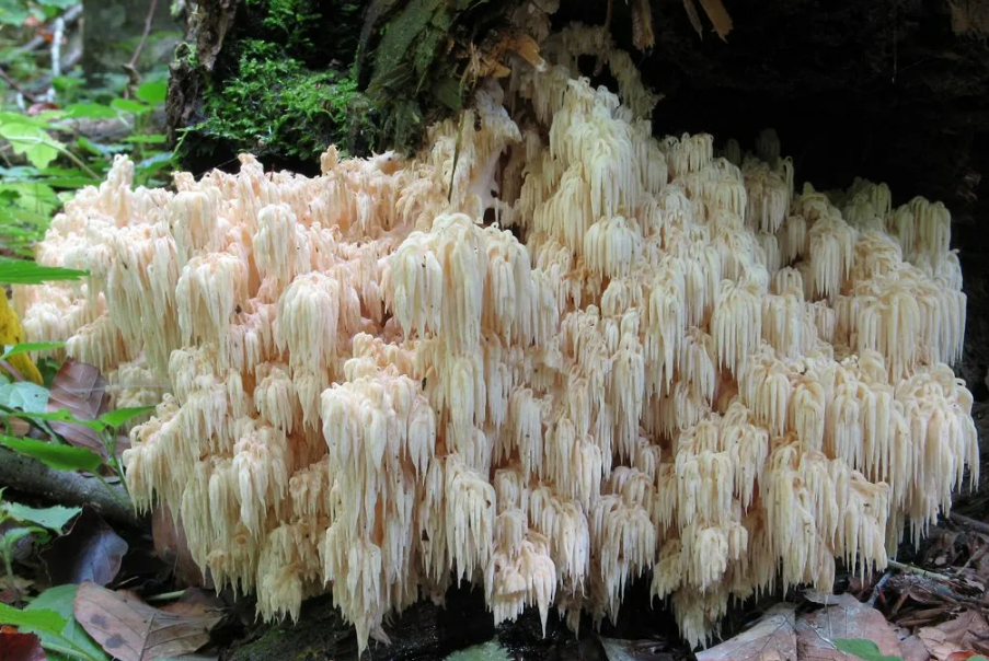 Грибы увидимся завтра. Ежовик Альпийский (Hericium Alpestre).