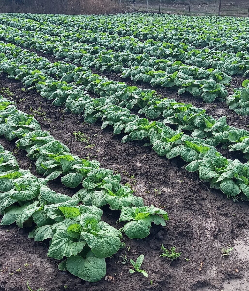 Пекинская капуста Маноко, 3 недели от высадки рассады. Фото "От семя до плода".