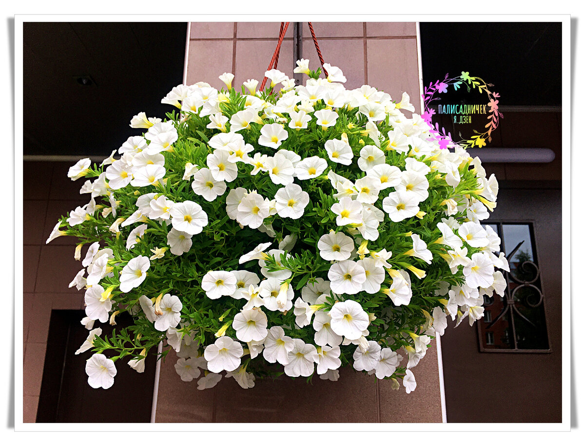 палисадничек дзен