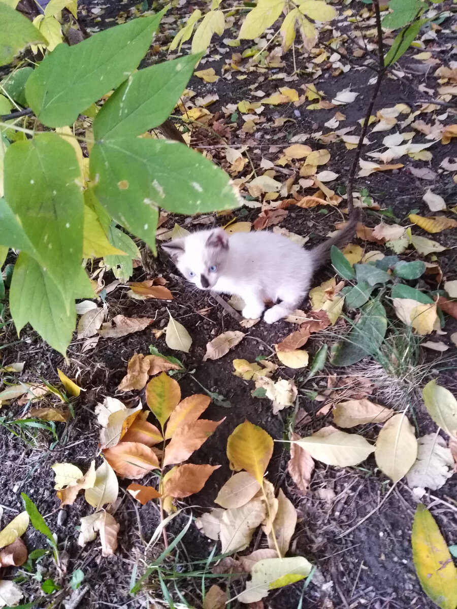 Бездомный котенок, фото автора. Котенок был в приюте, сейчас дома.