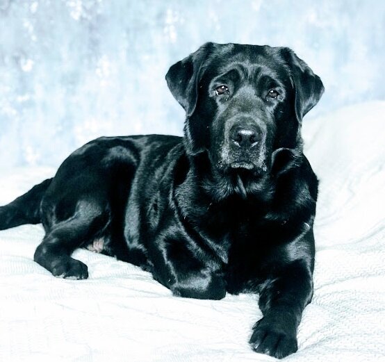 Черный лабрадор-ретривер Rivera Stella Artua