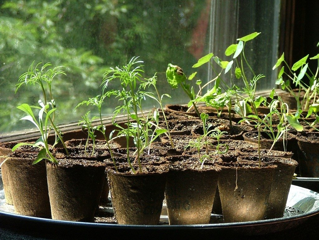Как поливать рассаду в торфяных горшочках. Seedling «рассада». Торфоперегнойные горшочки рассада. Рассада помидор. Торфяной горшок для рассады.