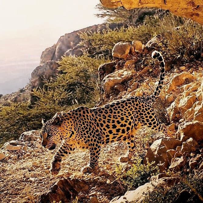 Аравийский леопард — самый мелкий подвид леопарда.  Это было предварительно подтверждено как отдельный подвид генетическим анализом одного дикого леопарда из Южной Аравии , который оказался наиболее тесно связан с африканским леопардом .