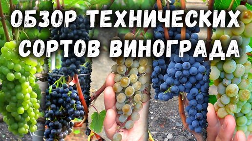 🍇Обзор технических сортов винограда.🍇