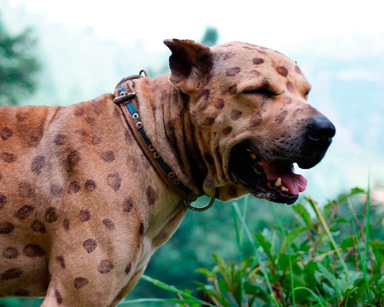 Пакистанский мастиф - одна из самых злых порода собак.