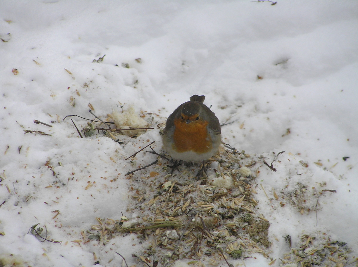 Зарянка зимой на подкормке