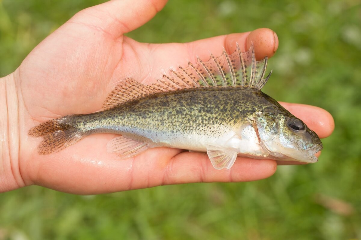 Ёрш на ладони