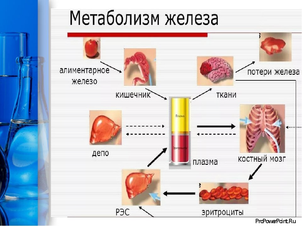 Форум железа. Кровь и железо. Железа в крови. Железо в организме человека норма в крови. Показатели метаболизма железа.