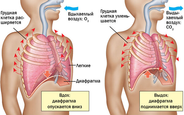 Диафрагма представляет собой крупную мышцу, принимающую участие в процессе дыхания.