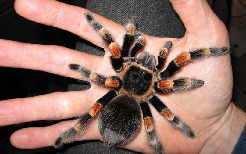 Паук-птицеед Brachypelma auratum, актер фильма «Мякиш»