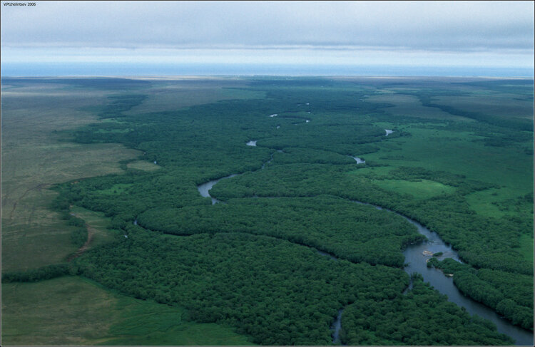 Вид с вертолета на нерестовую реку. Камчатка