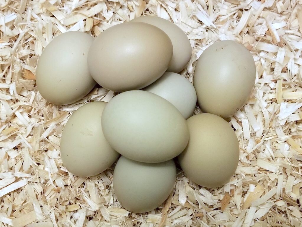 Какие куры лучше для яиц. Фисташковые яйца. Куры которые несут цветные яйца. Оливковые яйца у кур порода. Куры несущие зеленые яйца.