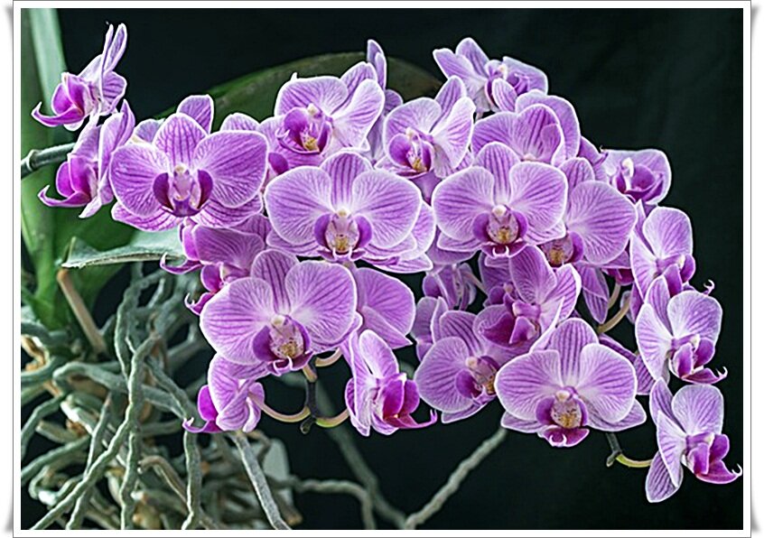 Изображение с сайта Pixabay 