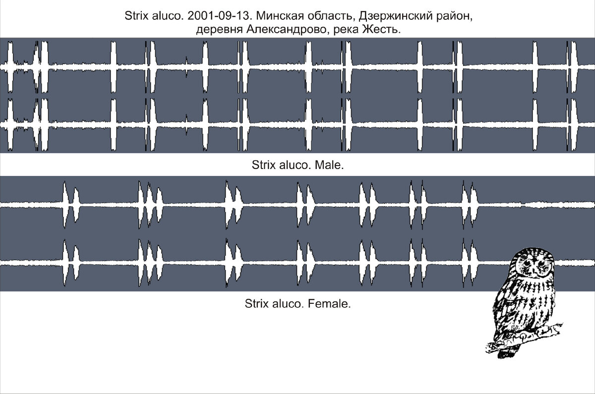 Сонограмма записи голосов самца и самки серой неясыти. 2001-09-13. Минская обл., Дзержинский р-н., д. Александрово.