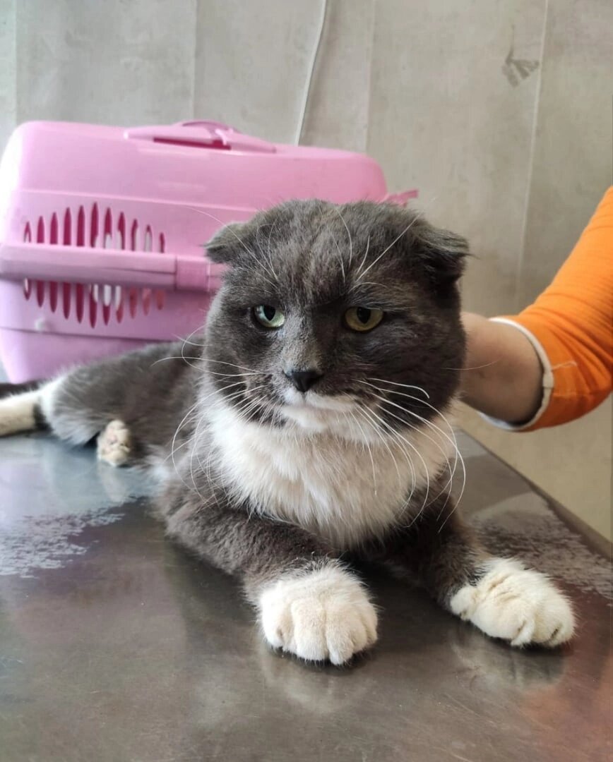 Этот котик всегда будет очень грустным. Ведь с ним случилось то, что не должно случаться с питомцамм в стране с ответственным отношением. Его выбросили. 