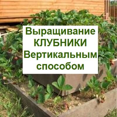 вертикальное выращивание клубники