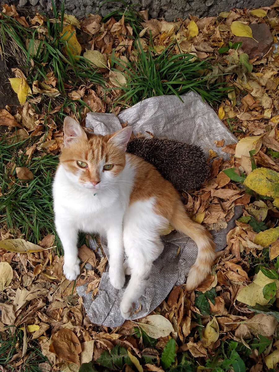 Моя милая Розамунда в сентябре 2019 года. Сзади неё сидит ёжик.