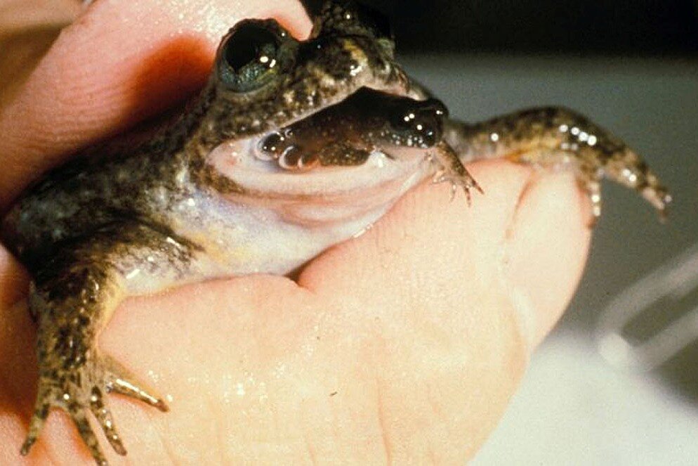 Удивительная лягушка, потомство которой появляется через рот | Удивляемся  вместе! | Дзен