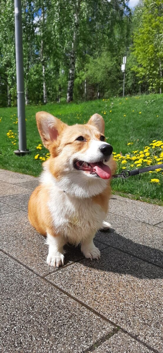 Корги и тополь | Жизнь Корги Фиби | Дзен