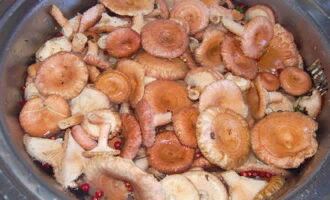 Фото: В. Коломиец