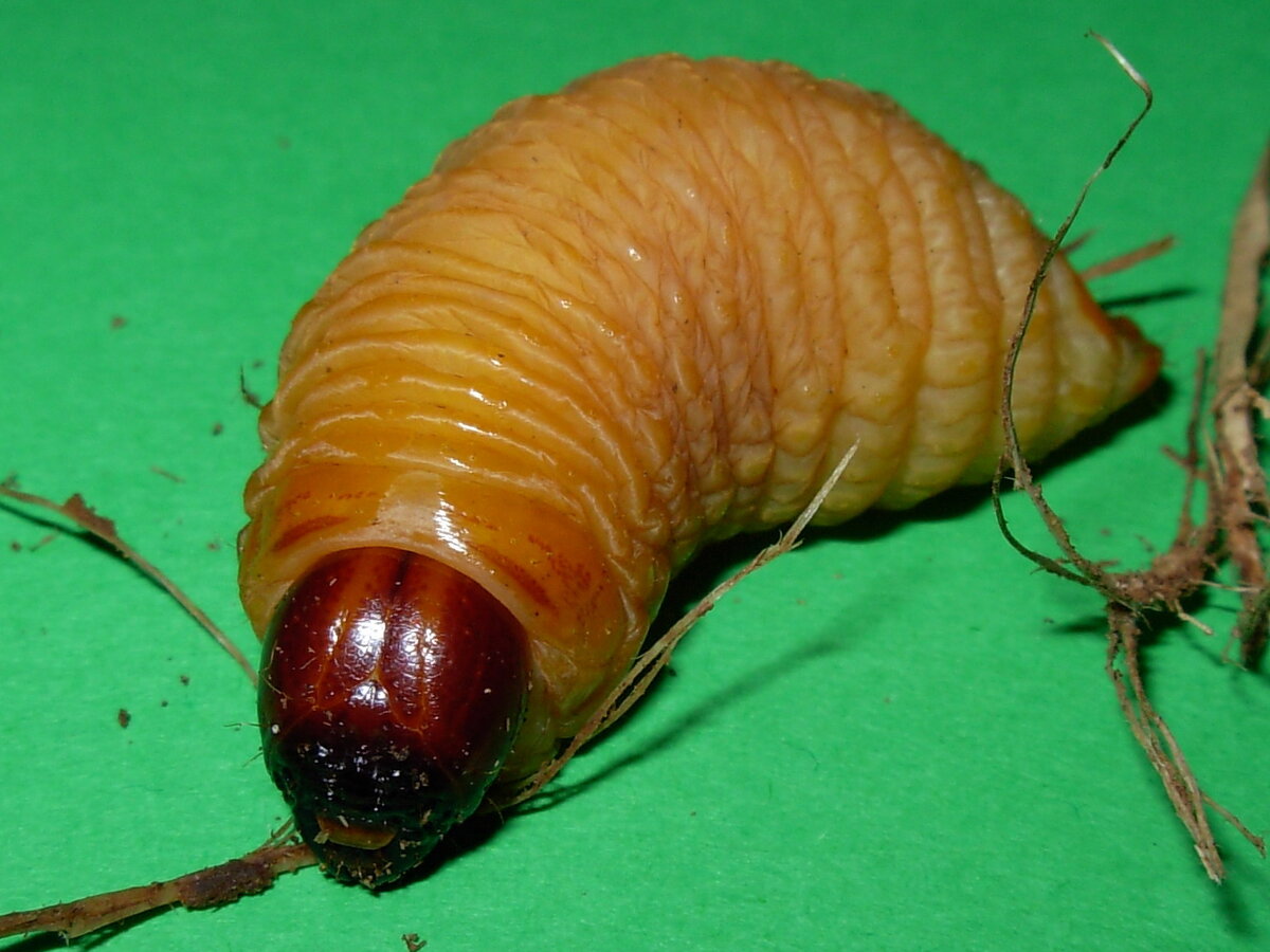 Личинка пальмового долгоносика. Красный пальмовый долгоносик личинки. Пальмовые жуки долгоносики личинки. Личинки жука долгоносика.