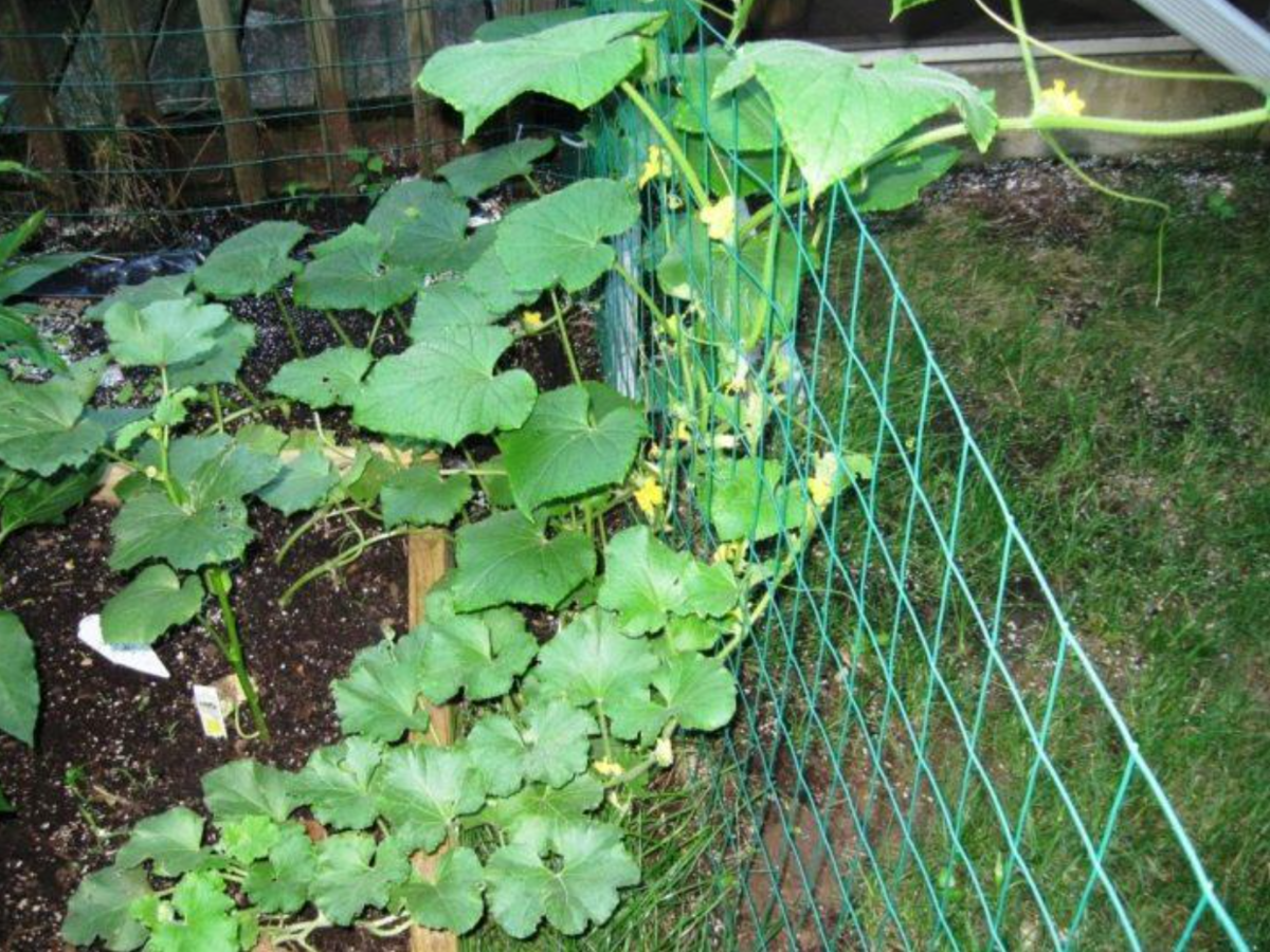 Подвязка огурцов на сетку популярна среди дачников (источник фото: vplate.ru)
