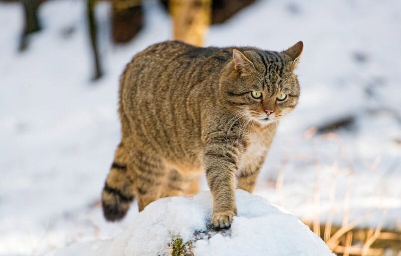 Это европейский лесной кот.