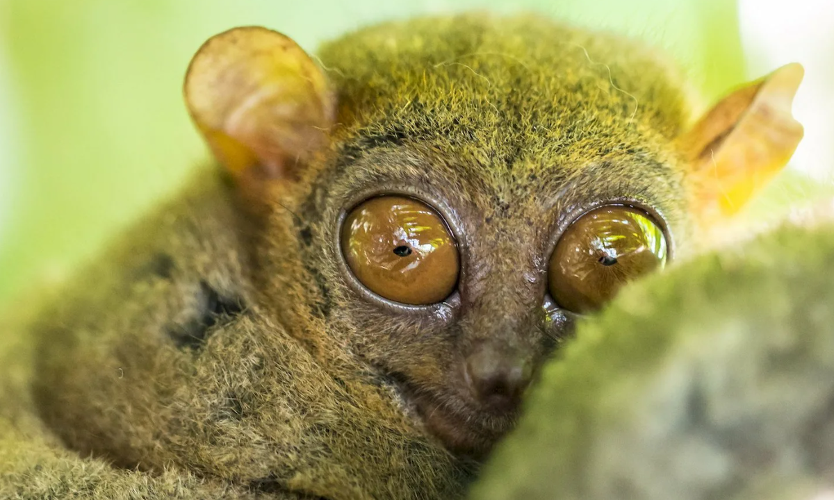 Австралийский долгопят. Лемур долгопят. .Восточный долгопят (Tarsius Tarsier). Долгопят зубы.