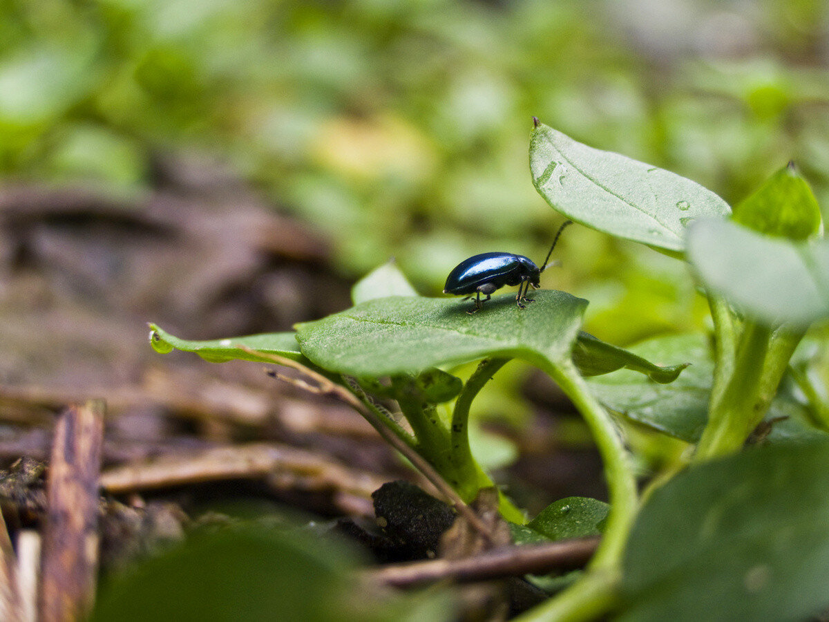 Фото: botanichka.ru