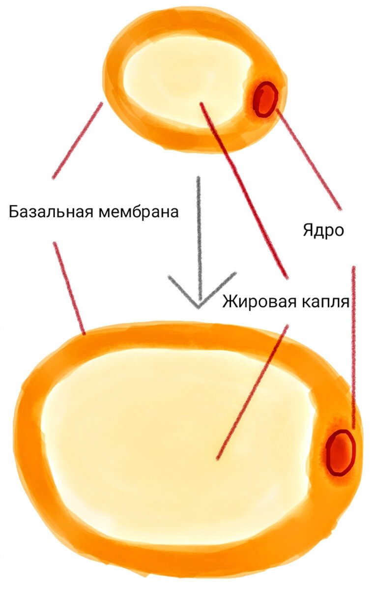 Жировая капля разрастается внутри адипоцита, растягивая клетку. Жировая клетка увеличивается в размерах и занимает больше пространства. Так, один адипоцит может стать больше в 2-3-4 итд раза